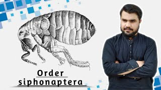 siphonaptera  Order siphonaptera  Fleas order  Pterigotas order siphonaptera [upl. by Saisoj]