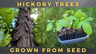 How To Grow Shagbark Hickory Trees From Seed [upl. by Westleigh38]