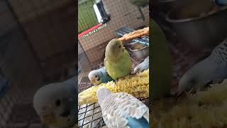 Australian Birds buggies parrot birdslover lovebirds [upl. by Lyndsey442]