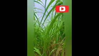 farming shorts kheti badi shorts farmer kheti shorts sugarcane youtube tranding viral sorts [upl. by Komarek239]