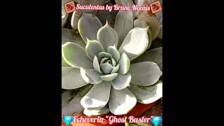 🌸Echeveria quotGhost Busterquot🌸 [upl. by Rahas]