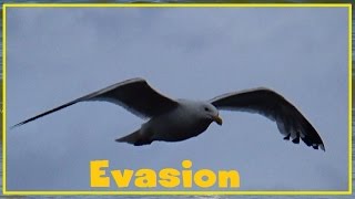 Larus argentatus  Pontoppidan 1763  Laridae  Goéland argenté  082016 [upl. by Alakcim]