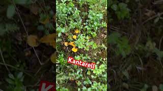 KANTARELL fypyoutube mushroom kantareller [upl. by Ahsercul160]