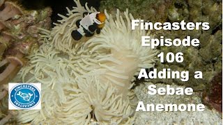 Fincasters Episode 106 Introducing a Sebae Anemone [upl. by Aitnas]