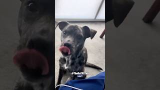 Dog With an Attitude  RxCKSTxR Comedy Voiceover [upl. by Amalee]