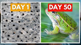 50 Days of Tadpoles to Frogs Witness the Magical Transformation [upl. by Loesceke169]