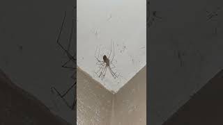 female Pholcus phalangioides camping in the ceiling corner [upl. by Ulick488]