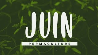 Que faire dans son jardin permaculture en juin  permaculture [upl. by Annoval921]