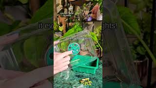 Cleaning plants plants beautiful soilpot garden soiltypes farming propagation cleaning edit [upl. by Ianthe216]