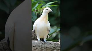 Dove Birds Natures Most Beautiful Creatures DoveBirds pigeon [upl. by Adnileb]