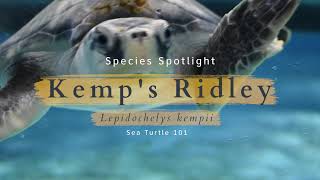 Species Spotlight Kemps Ridley Sea Turtle [upl. by Fogg778]