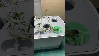 🧹🪴CLEANING an Aerogarden✨Flushing the Tank✨aerogarden tour shorts video✨ [upl. by Immat413]