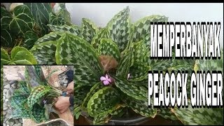 CARA MEMPERBANYAK BUNGA PEACOCK GINGER  KAEMPFERIA [upl. by Naivat]