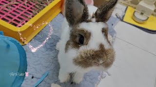 Funny and Cute Bunny Rabbits 😍🐰 Compilation Video 30 [upl. by Fidelas830]