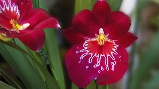 Vídeo sobre replantar Orquídea Miltonia [upl. by Stafani]