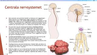 Nervsystemet  Biologi 2 100 p [upl. by Lasorella346]