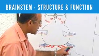 Brainstem  Structure and Function  Neuroanatomy [upl. by Adnovay357]