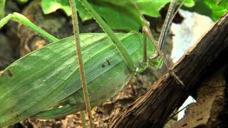 Giant Katydid  Cincinnati Zoo [upl. by Eittod]