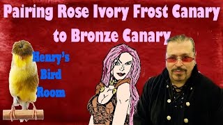 Pairing Rose Ivory Frost Canary  Henrys Bird Room [upl. by Faxon134]