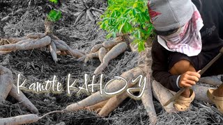 City boy planting cassava in the province philippines [upl. by Nathanael]