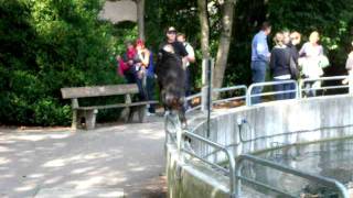 Mandrill escapes from the enclosure [upl. by Leahcam]