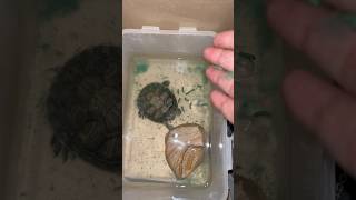 Feeding my turtle baby🐢🐢🐢 viralvideo shorts [upl. by Kier931]