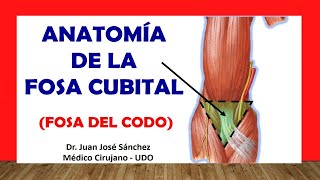 🥇 FOSA CUBITAL  FOSA DEL CODO Anatomía Rápida y Sencilla [upl. by Hnaht]