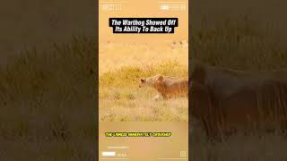 The warthog showed off its ability to back up Part 2 shortsvideo wildanimal animals [upl. by Sosna]