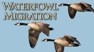 Waterfowl Migration [upl. by Ensoll436]