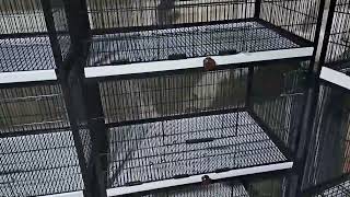 full angle cage cages birds parrot birdcages [upl. by Naujud619]