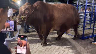 SAPI TERBESAR JUARA BARU KELAS EXTRIM  Penimbangan kontes jatim 🔥 [upl. by Eniledgam938]