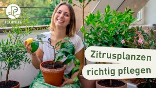 Zitruspflanzen richtig pflegen 6 Tipps [upl. by Prisilla]