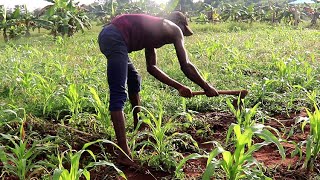 LES PRATIQUES CULTURALES DU MAÏS 3ème Etape le désherbage et la fertilisation [upl. by Arratahs182]