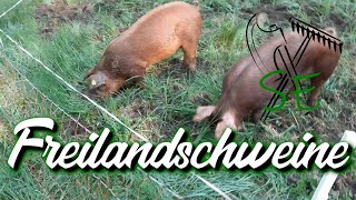 Freilandschweine [upl. by Cecelia]