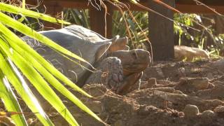 La tortue sillonnée Encoche pond ses oeufs [upl. by Tisbe]