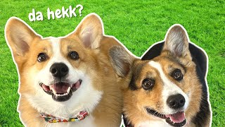 Cute corgis act like kids [upl. by Rhianon893]