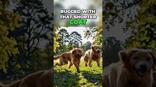 Golden Retrievers vs Labradors Which Dog Reigns Supreme [upl. by Nagaer232]