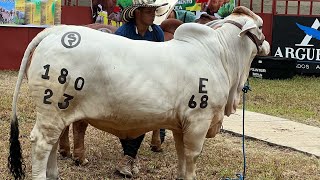 Asi es una Exposición de Ganado en las ferias [upl. by Yseulta124]