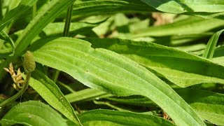 LA PIANTAGGINE LANCEOLATA  Plantago lanceolata [upl. by Kcire]