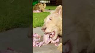 leones comiendo pollo quisieras acompañarlos [upl. by Lucy]