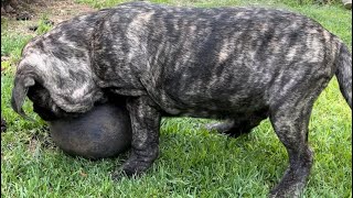 American Molossus pups 15 weeks [upl. by Halika]