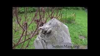 Grey Tree Frog  Sutton Massachusetts [upl. by Ethban]