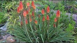 Kniphofia sp  Fackellilie Torch Lily [upl. by Abraham]