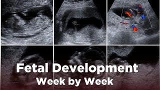 Fetal Development Week by Week  A Journey to Birth  Pregnancy Guide [upl. by Warfold]