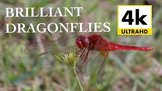 Stunning Dragonflies in 4k [upl. by Gardal484]