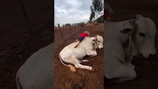 Why Is This Bull So Calm shortsvideo [upl. by Teresita]