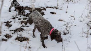 Hunting with a Wirehaired Pointing Griffon [upl. by Prentice335]