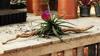 How to Display Air Plants Tillandsia [upl. by Shayna]