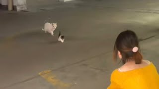 Stray Cat Mother Gives Away Baby Gives Kitten A Home [upl. by Kcirre]