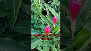 alpinia alguns cuidados alpinia nature flowers beautiful [upl. by Scully5]